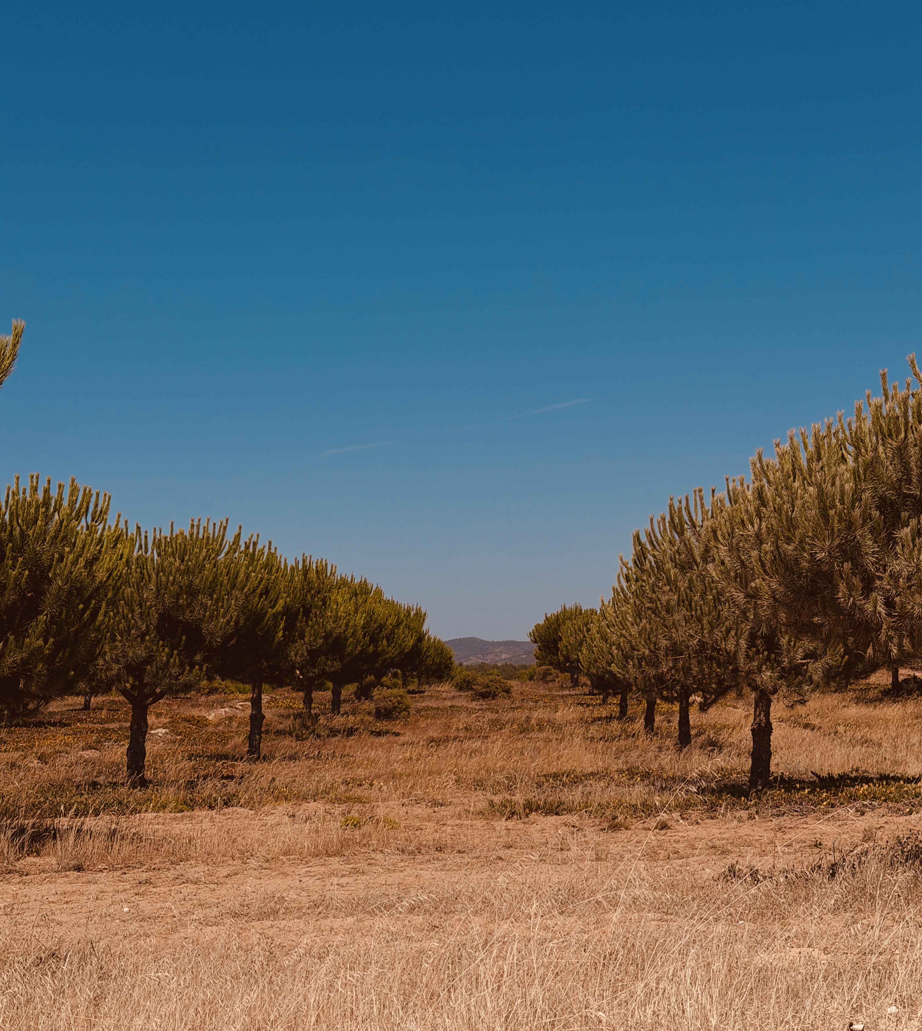 Malta landscape — therapy and psychotherapy in Malta with Michael Said